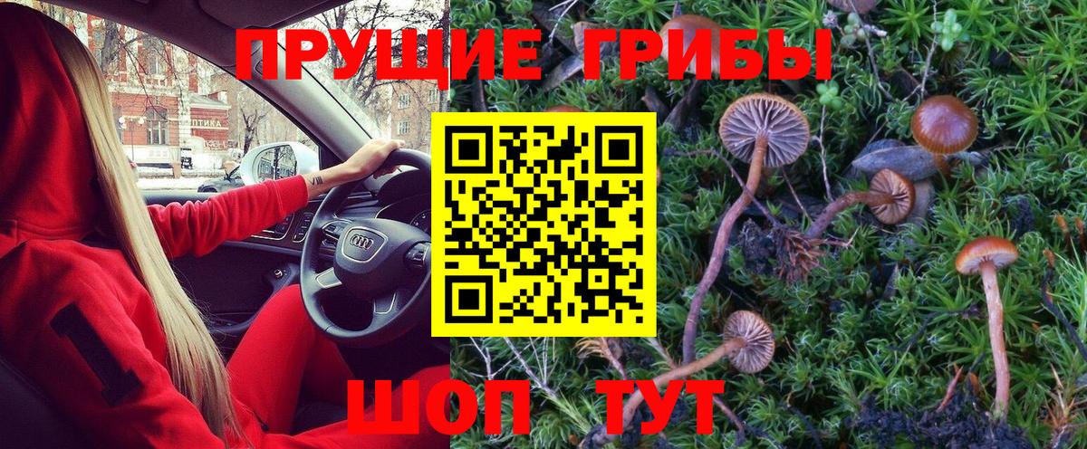 Псилоцибиновые грибы Psilocybe Старая Купавна